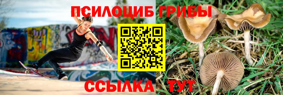 Псилоцибиновые грибы Psilocybine cubensis Владимир